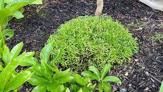 After Bloom Cut Back For Candytuft Iberis Sempervirens 4K May 25 2024 [upl. by Celia]