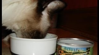 Best Cat Food Name Brands  Lotus Grain Free Cat Food  ねこ  ラグドール  Floppycats [upl. by Ramah]