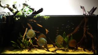 Discus Biotope Blackwater RipariumElos 120 [upl. by Vera261]