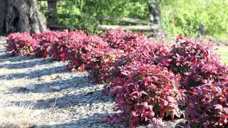 BLUSH™ Nandina is a low shrub with red new growth for most of the year  Ozbreed Hardy Exotic Range [upl. by Arihsa262]