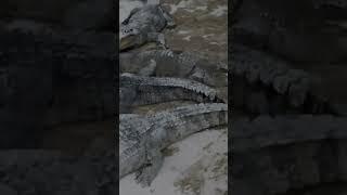 Crocodile 🐊 shortvideo youtubeshorts youtube crocodile shorts [upl. by Nelluc]