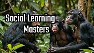 Bonobos Masters of Social Learning [upl. by Winstonn]