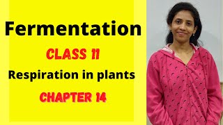 Fermentation class 11 biology  Chapter 14  Respiration in plants  NCERT  One biology [upl. by Atikkin]