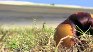 Trip kitesurf au Brésil avec Hugo Guias Sao Miguel do Gostoso [upl. by Muscolo45]