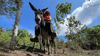 El curanderos de mordeduras de serpientes [upl. by Allisirp]