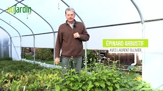 LÉPINARD ARBUSTIF un LÉGUME PERPÉTUEL aux TOUFFES COMESTIBLES  Culture entretien et cuisine [upl. by Chemaram]