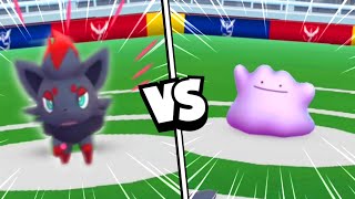 🌀 Ditto vs Zorua quotOhquot battle pokemon go [upl. by Paxton163]