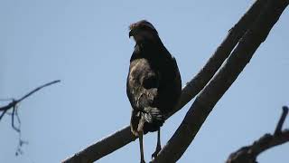 Immature Savanna Hawk Buteogallus meridionalis [upl. by Nazler]