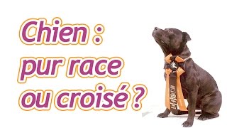 Fautil choisir un chien pure race ou croisé [upl. by Fenner]