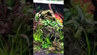 160 Liter 100x40x40 aquaristik aquascape aquarium [upl. by Tima172]