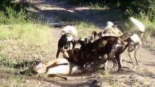 Wild dog en train de chasser [upl. by Vasileior]