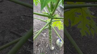 Cómo saber si tu planta de papaya es hembra o macho shorts jardin huerto [upl. by Becky681]