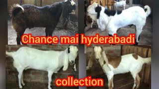 Zaffran breadline hyderabadi bakre beetal hydi bakri lots for sale in new hafeezpet hyd recommended [upl. by Truitt437]