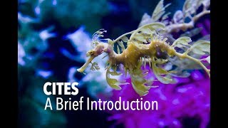 CITES A Brief Introduction [upl. by Louella644]