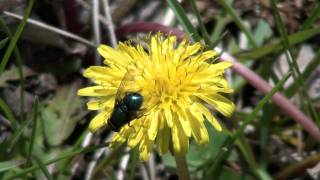 Green Bottle Fly Calliphoridae on Dandelion [upl. by Mandal]