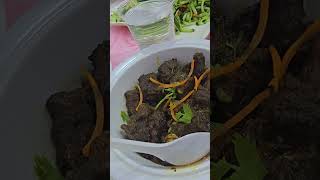 Yummy food powerfullspeech sayedmokarrambariwaz ytshortsfeed foryou subscribe [upl. by Azeel]