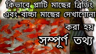 প্লাটি মাছের ব্রীডিং এবং বাচ্চা দেখাশুনা করার সমস্ত তথ্যplaty fish breeding and platy fry care [upl. by Boynton]