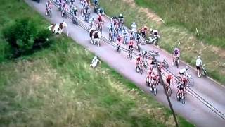 Dauphine cyclist crash with cow [upl. by Eugirne]