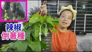 【在家種菜】辣椒倒著種好多 在家種菜 陽台種菜 [upl. by Nairot]