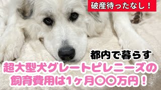 都内で暮らす超大型犬グレートピレニーズの飼育費用セレネちゃん日記グレートピレニーズ 超大型犬 グレートピレニーズ greatpyrenees 犬のいる暮らし [upl. by Jerrome]