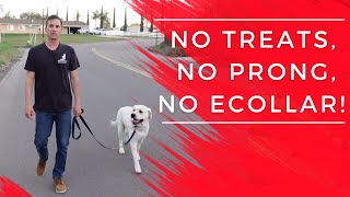 Stop leash pulling fast No ecollar no prong no treats [upl. by Pepito]