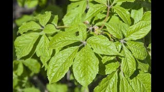 Siberian Ginseng Or Eleutherococcus senticosus Benefits Side Effects and Dosage [upl. by Pratt]