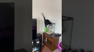 Catfish Tank cat kittencomedy cuteanimal fyp comedy youtubeshorts youtube fyp fyp viral [upl. by Assanav]