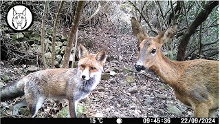 Fototrampeo en OTOÑO  ¡TEJÓN comiendo lombrices Fauna Ibérica [upl. by Lewse89]