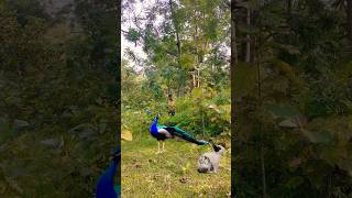 Beautiful peacock catching 🦚😨 Beautiful peacock catching viralvideo birds youtubewildlife new [upl. by Melac]