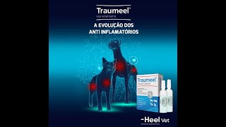 Traumeel  A Evolução dos Antiinflamatórios com Dr David Quintana [upl. by Yelkrab]