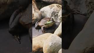 American Bullfrog is Real quotBullquot [upl. by Eelyak]