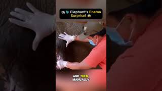 🐘💦 Elephants Enema Surprise 😱 [upl. by Sturges]