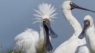 Royal Spoonbill Kotukungutupapa [upl. by Frissell]