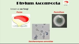 Ascomycota [upl. by Grew]