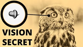 What’s behind the owl’s superb eyesight and night vision [upl. by Ellerol]