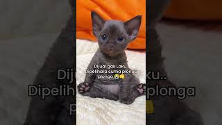 plonga plongo gak tuh😭 shortvideo videorandom kucinglucu kucing feedshorts [upl. by Shank510]