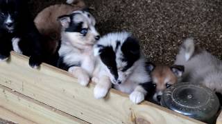 Pomsky Puppies for Sale [upl. by Alpheus]