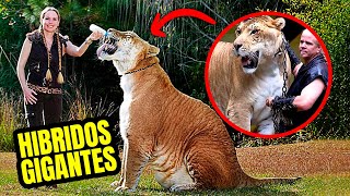 7 Animales HIBRIDOS que NO Conoces [upl. by Gader]