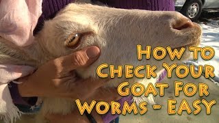 How to Check Your Goat For Worms EASY Method  check goats for worms [upl. by Ainesell]