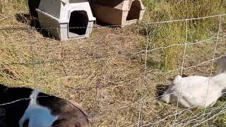 Goat Landscapers at Marlborough Community Garden [upl. by Namijneb]