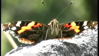 Indian Red Admiral or Vanessa indica butterfly [upl. by Ecnerrot]