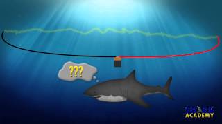 Electrosensory System  SHARK ACADEMY [upl. by Kegan]