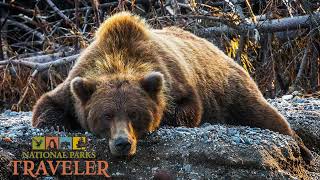 National Parks Traveler Podcast  Grizzly Confidential [upl. by Obmar]