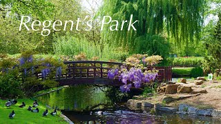 Regent’s Park  Royal Parks London [upl. by Eimmij608]