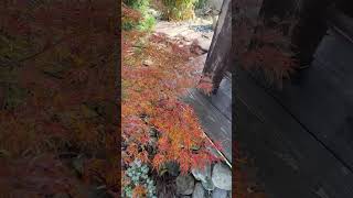 Acer palmatum Dissectum ноябрь 2024 г [upl. by Nnaacissej]