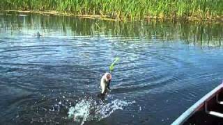 Lake Okeechobee Bass Fishing [upl. by Grand407]