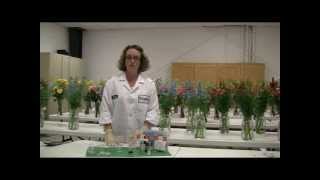 Floralifes Alkalinity Testing for Flower Care [upl. by Sihunn562]