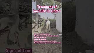 Treatment of Laminitis in Horse [upl. by Wolf]