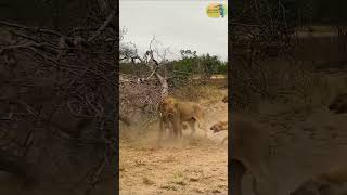 King Lion Agianst a Bunch Of Hyenas lion fight [upl. by Catie]