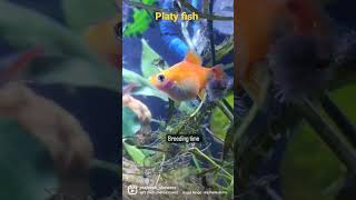 platy fish breeding time [upl. by Midas]